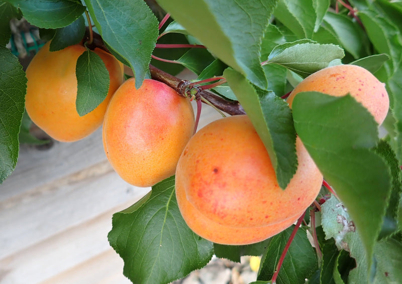 Apricots and Peaches