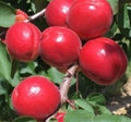 Apricot 'Mesch Mesch Amrah' – Apricot - Dessert - bareroot tree
