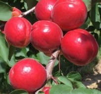 Apricot 'Mesch Mesch Amrah' – Apricot - Dessert - bareroot tree