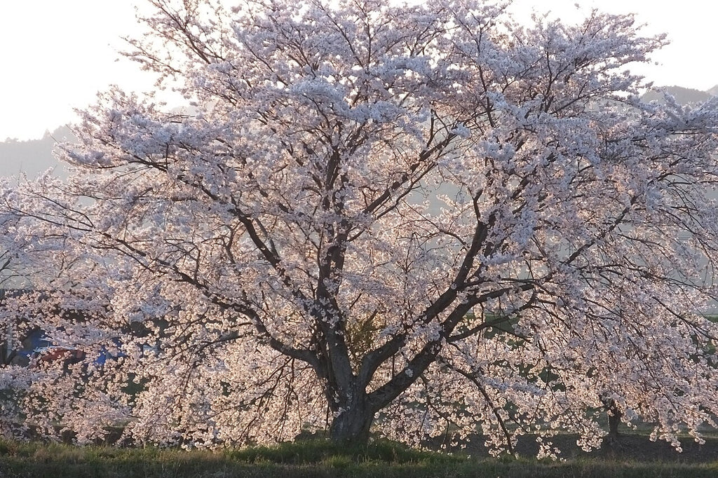 Prunus yedoensis