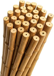 Bamboo cane 6ft
