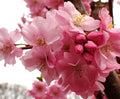 Prunus 'Accolade'