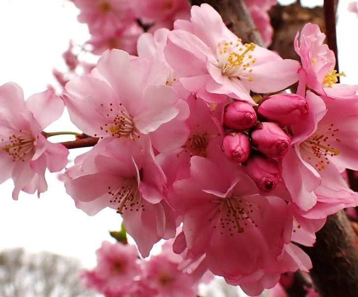 Prunus 'Accolade'