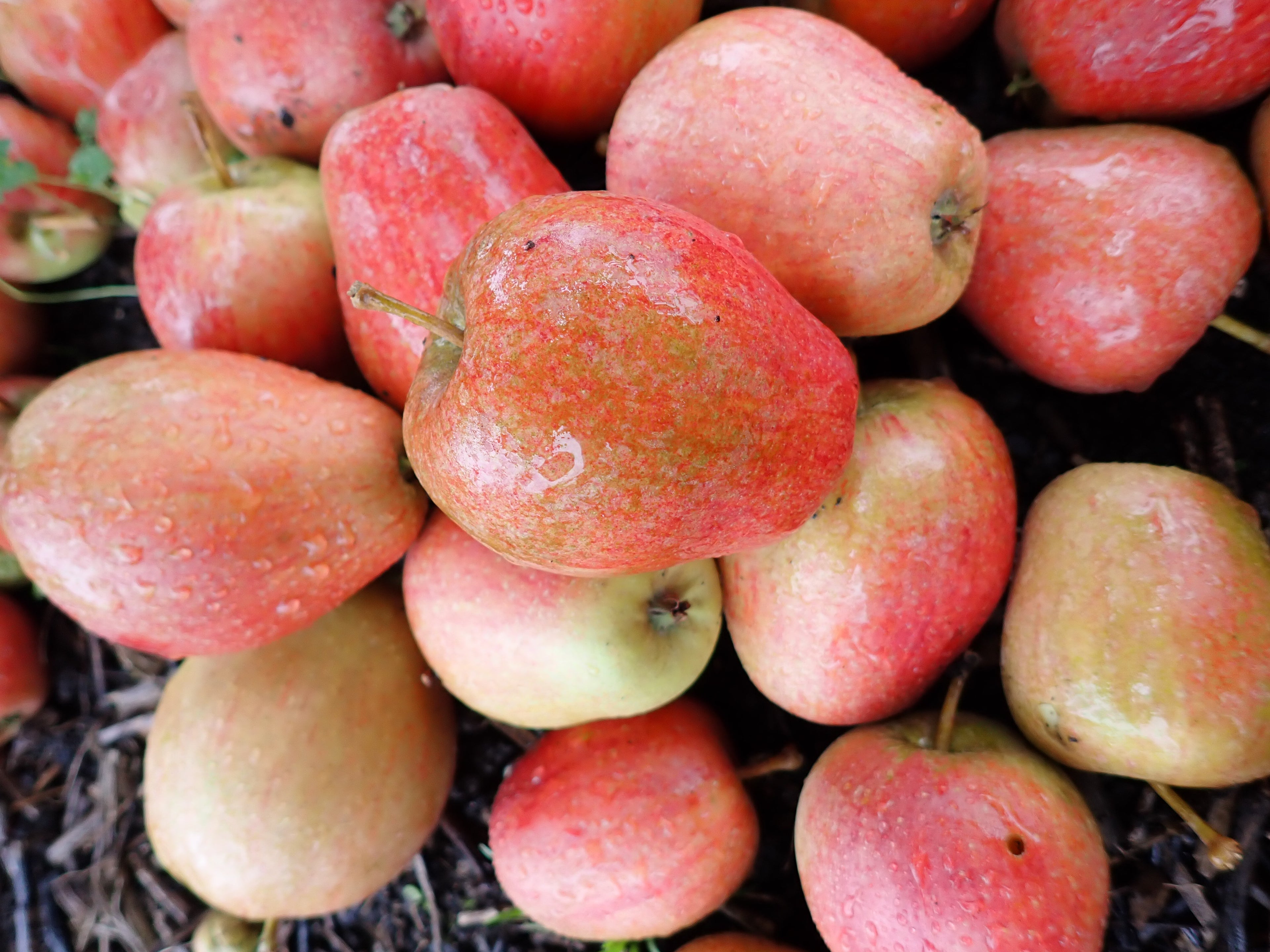 Apple 'Adam's Pearmain'