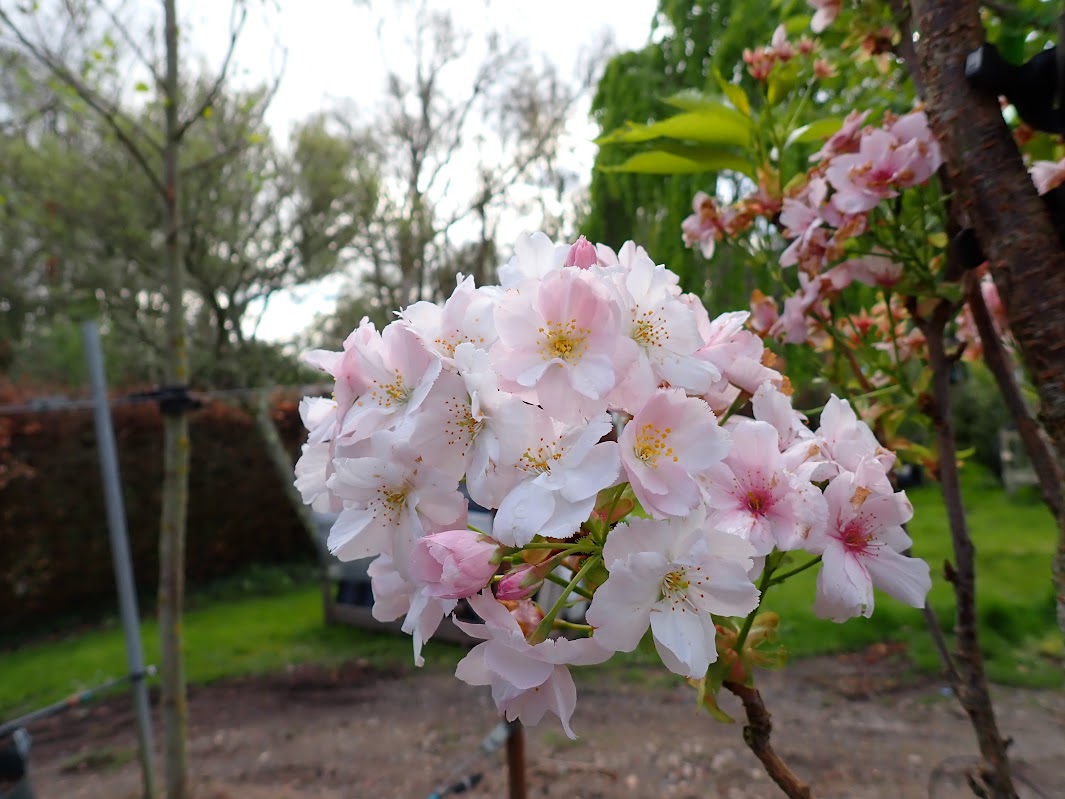Prunus 'Amanogowa'