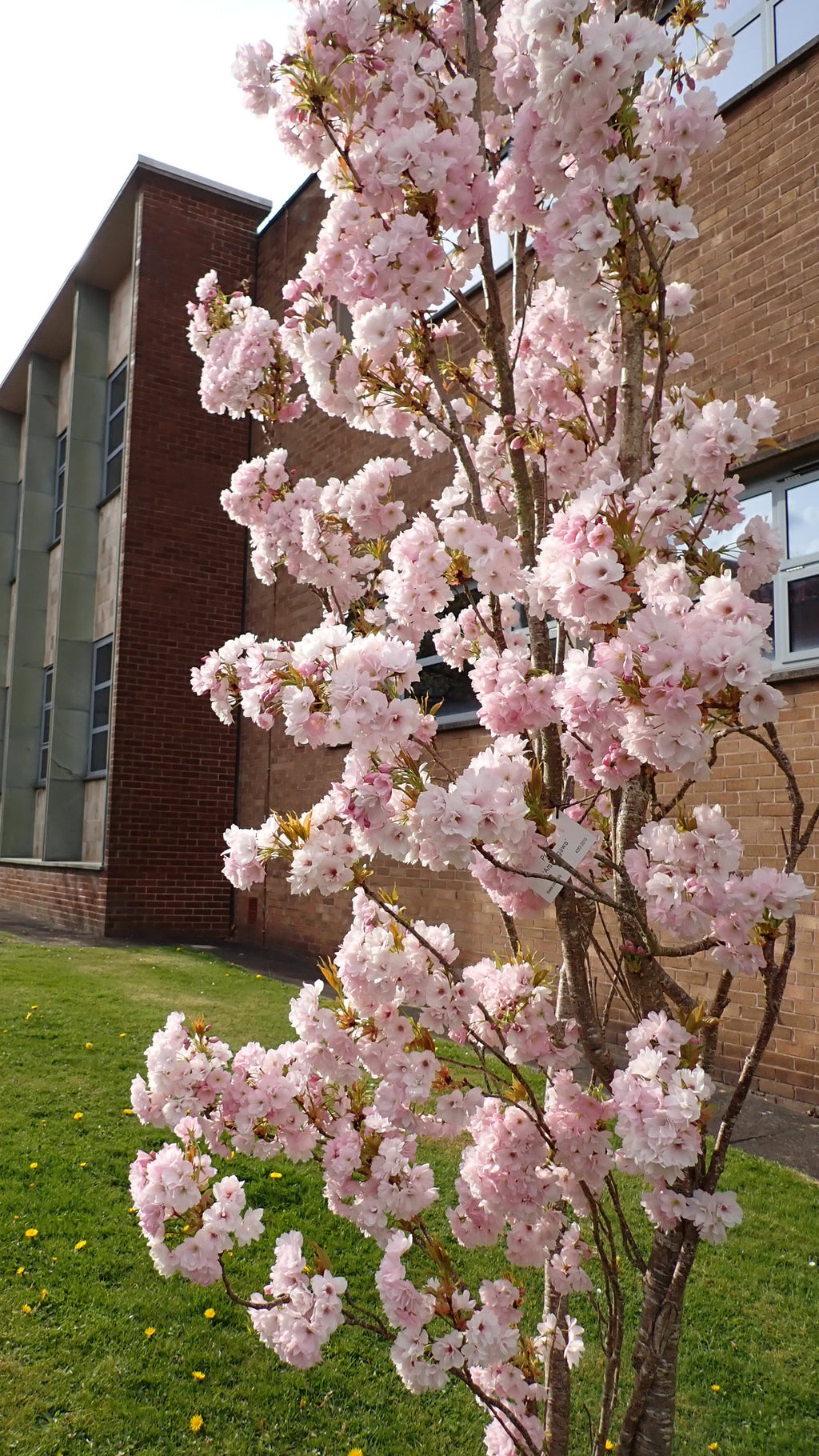 Prunus 'Amanogowa'