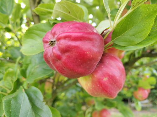 Apple 'Bloody Ploughman' – Apple - Dessert - bareroot tree