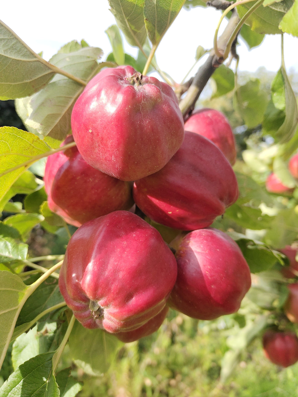 Apple 'Bloody Ploughman' – Apple - Dessert - bareroot tree