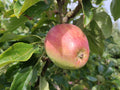 Apple 'Hood's Supreme' – Apple - Dessert - bareroot tree