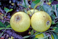 Apple 'Arbroath Oslin'