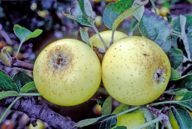 Apple 'Arbroath Oslin'