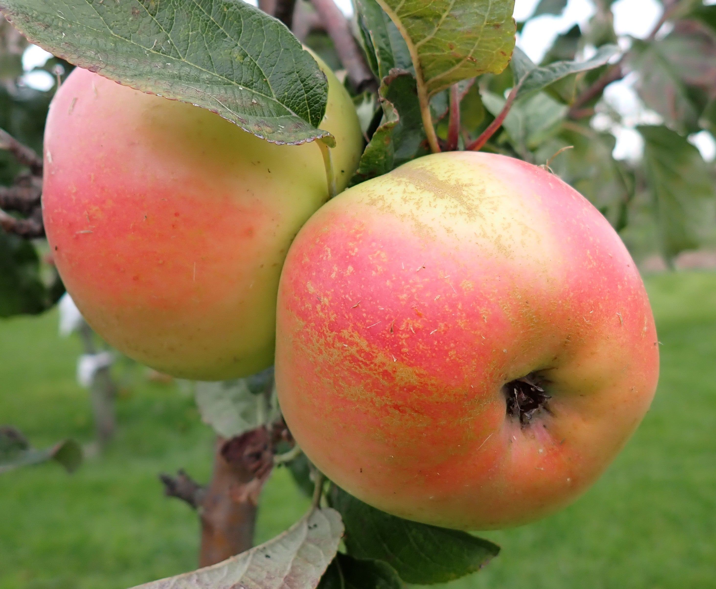 Apple 'Arthur Turner'