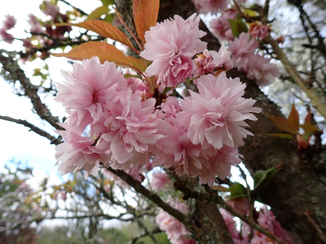 Prunus 'Asano'