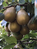 Pear 'Grey Auchan'