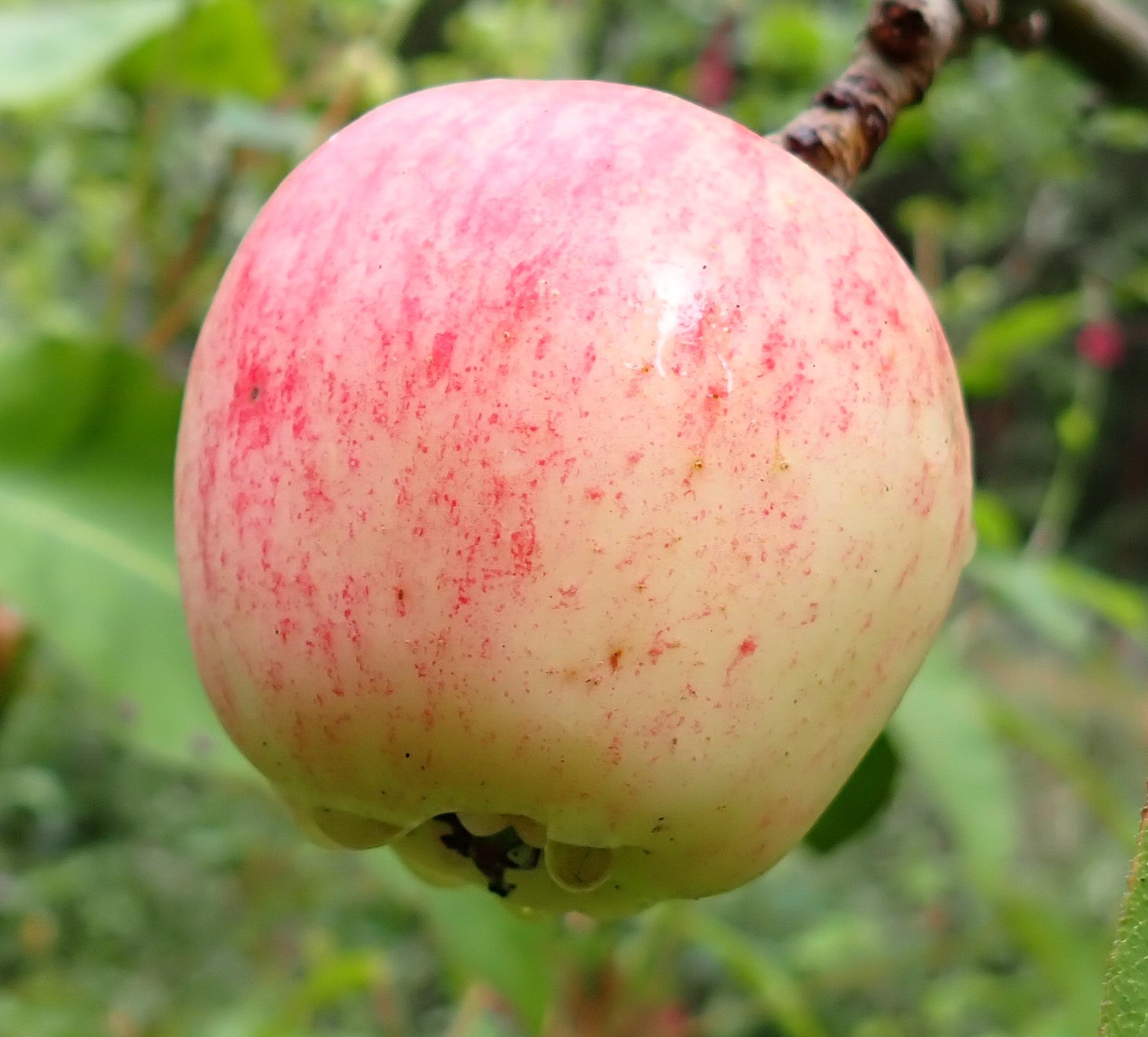Apple 'Merlin's Apple'