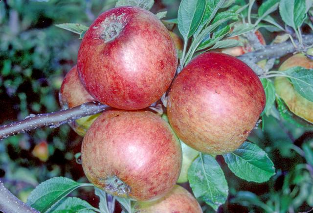 Apple 'Barnack Orange'