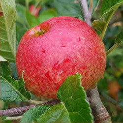 Apple 'Beauty of Bath'