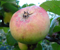 Apple 'Beauty of Moray'