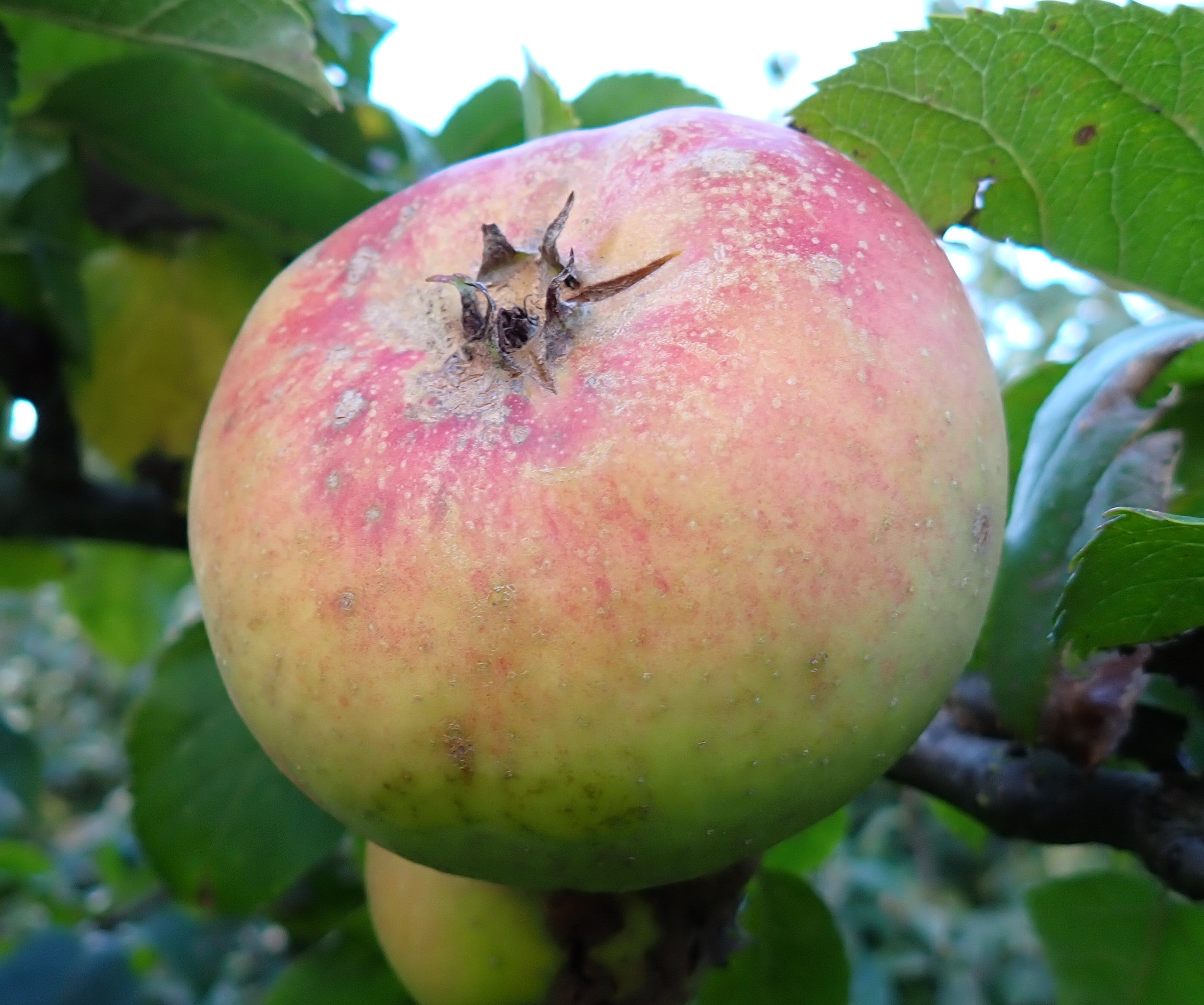 Apple 'Beauty of Moray'