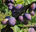 Plum 'Belle de Louvain'