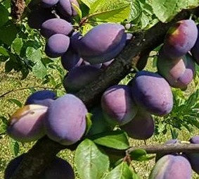 Plum 'Belle de Louvain'