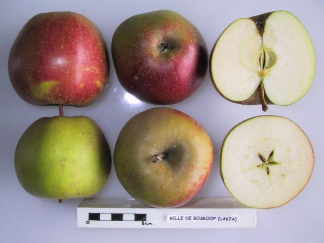 Apple 'Belle de Boskoop'