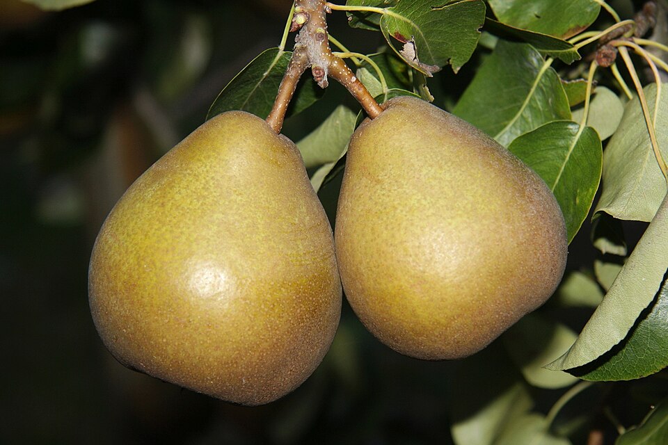 Pear 'Beurre Hardy'