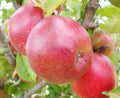 Cider Apple 'Black Dabinett'