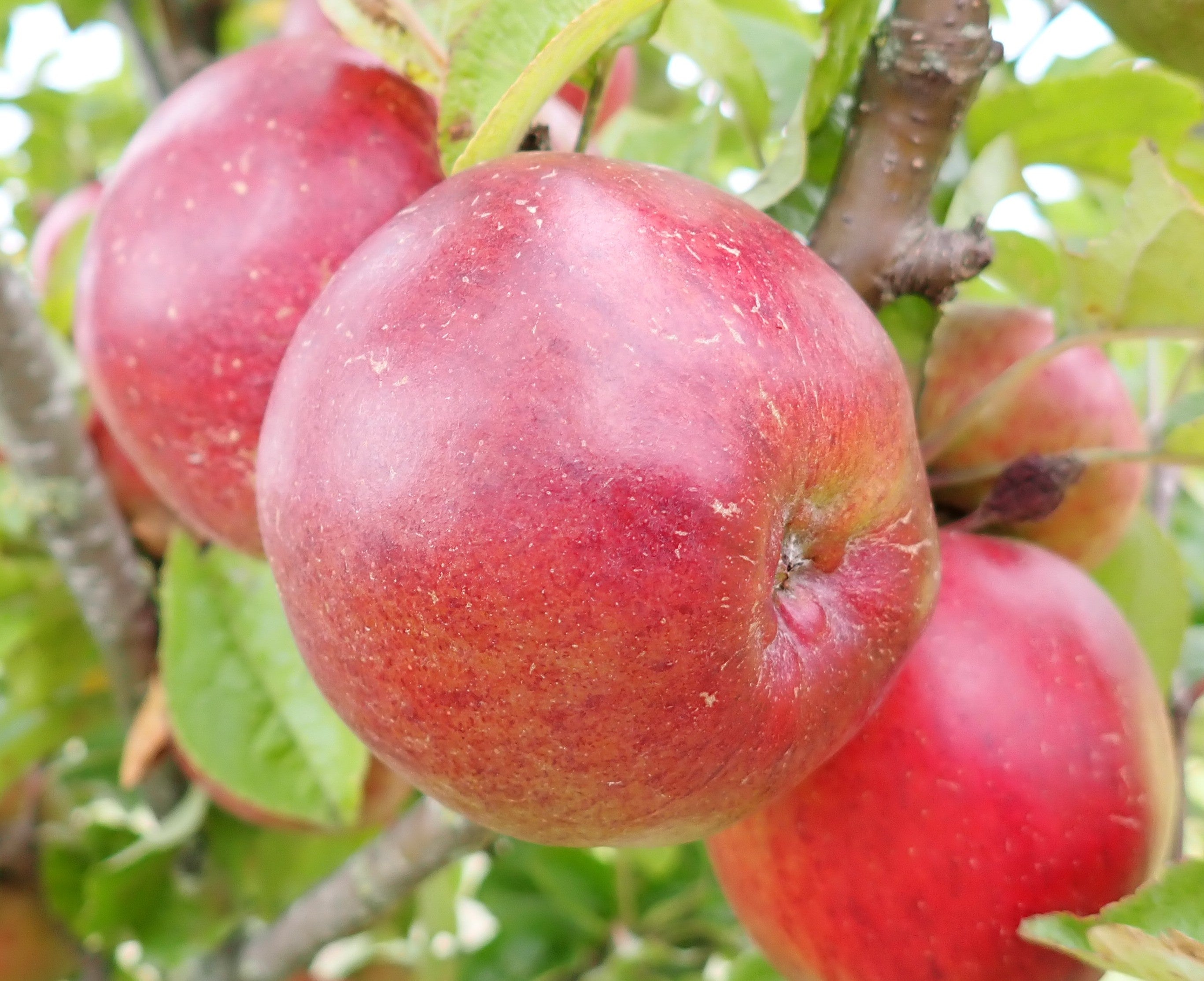 Cider Apple 'Black Dabinett'