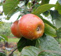 Apple 'Blenheim Orange'