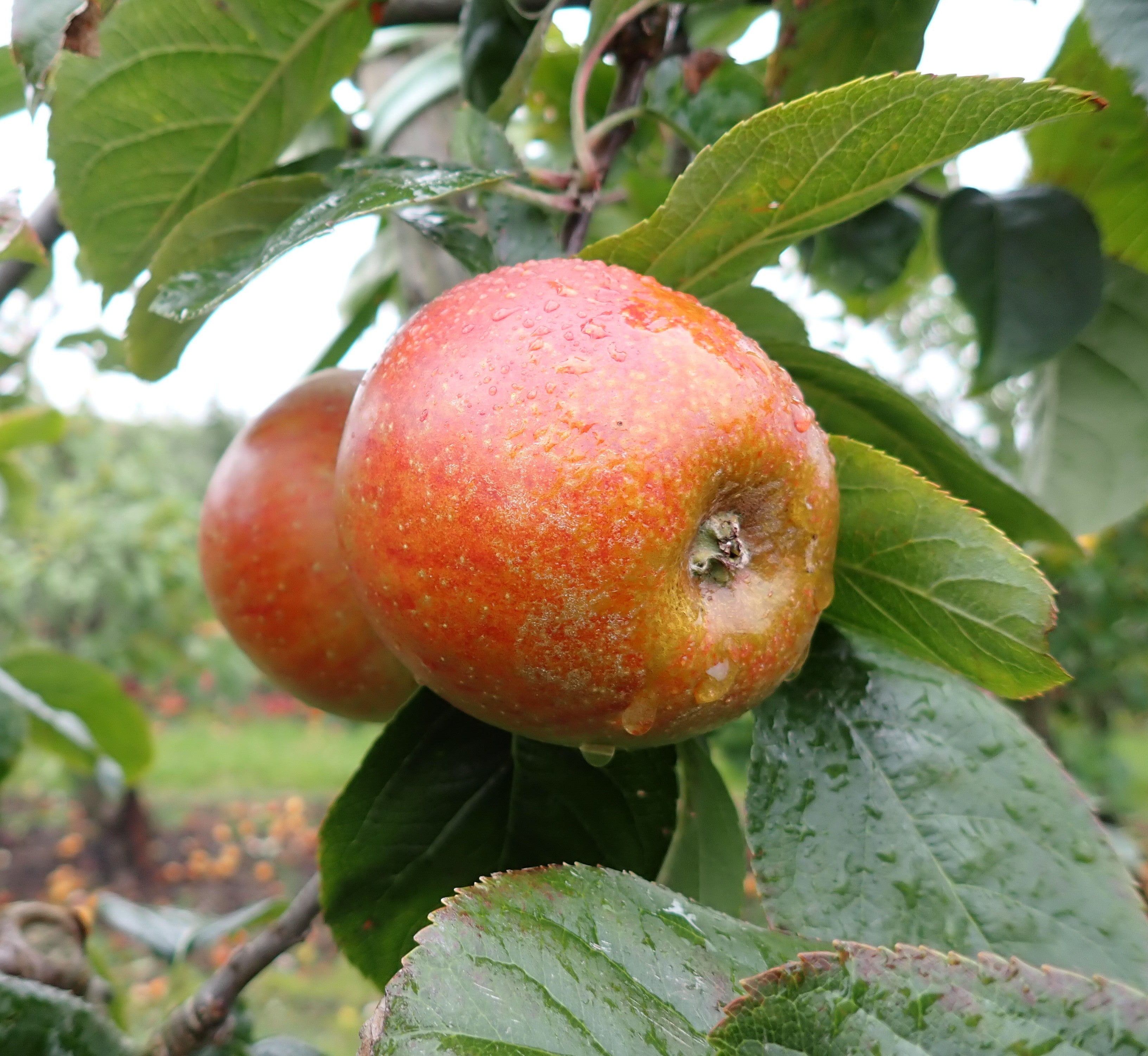 Apple 'Blenheim Orange'