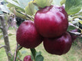 Apple 'Bloody Ploughman'