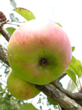 Apple 'Bramley's Seedling'