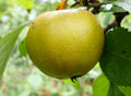 Apple 'Brownlee's Russet'