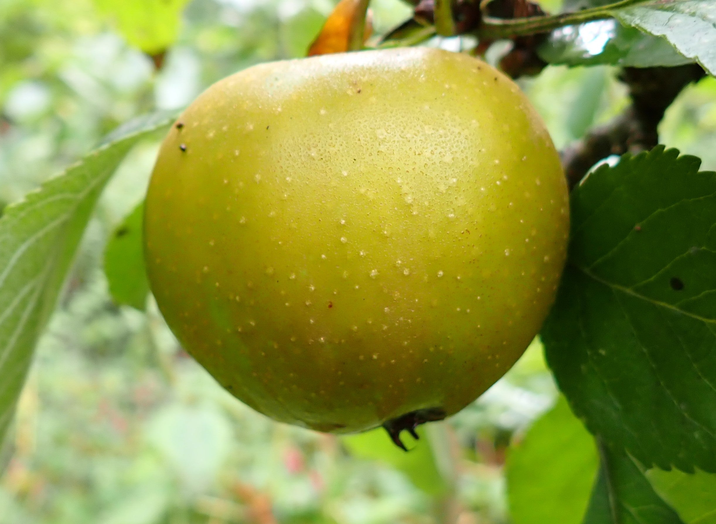 Apple 'Brownlee's Russet'