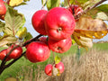 Cider Apple 'Brown's'