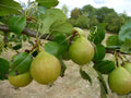 Perry Pear 'Butt'