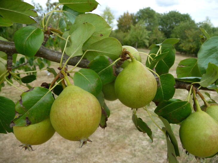 Perry Pear 'Butt'