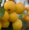 Malus 'Butterball'