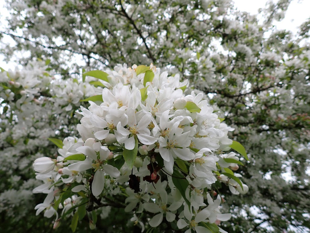 Malus 'Butterball'
