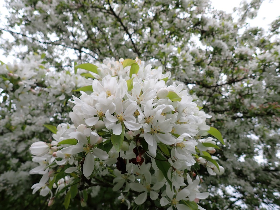 Malus 'Butterball'
