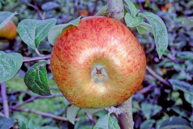 Apple 'Cambusnethan Pippin'