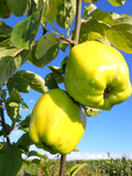 Apple 'Cat's Head'