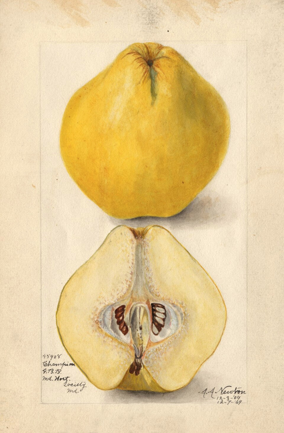 Quince 'Champion'