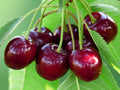 Cherry 'Summer Sun'
