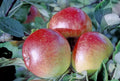Apple 'Chiver's Delight'