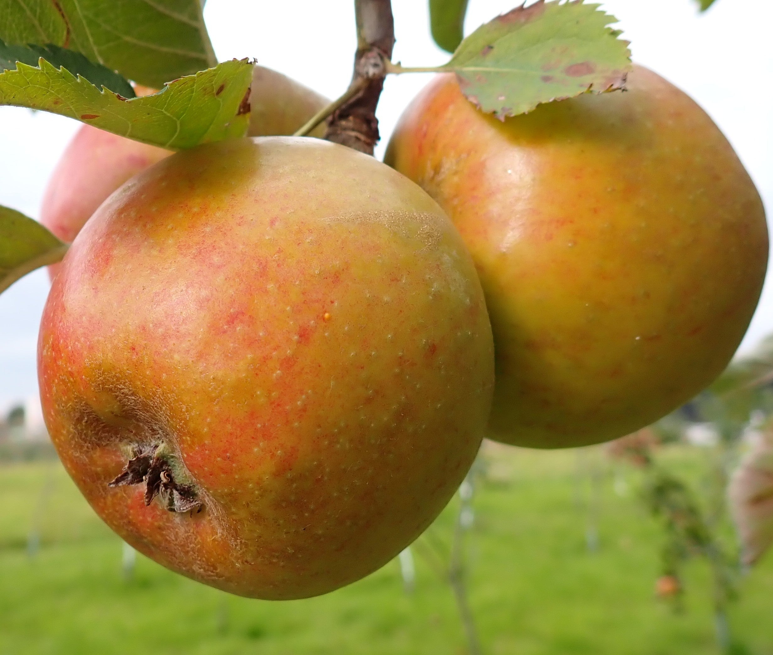 Apple 'Claygate Pearmain'