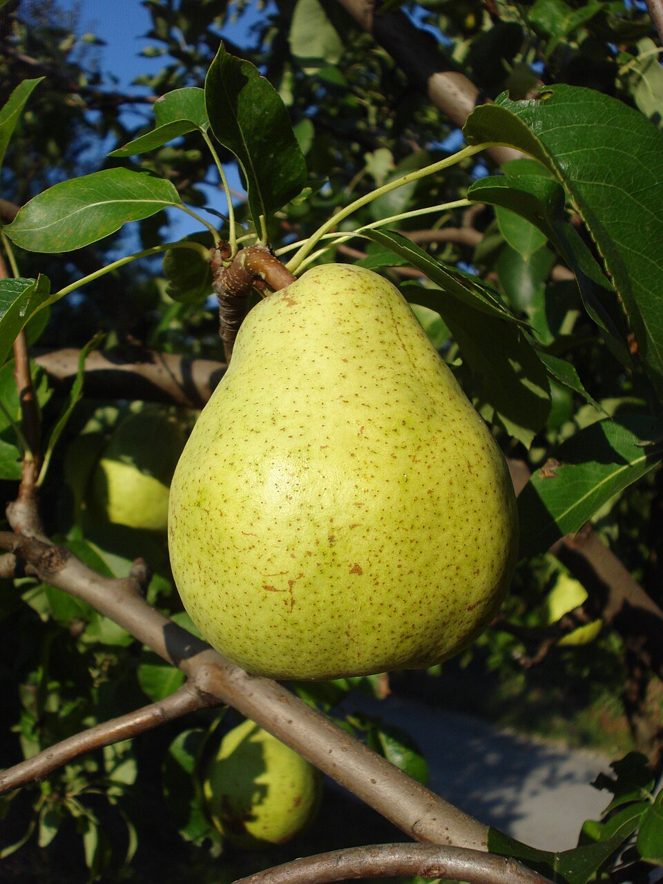Pear 'Doyenne du Comice'