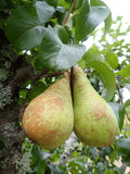 Pear 'Concorde'