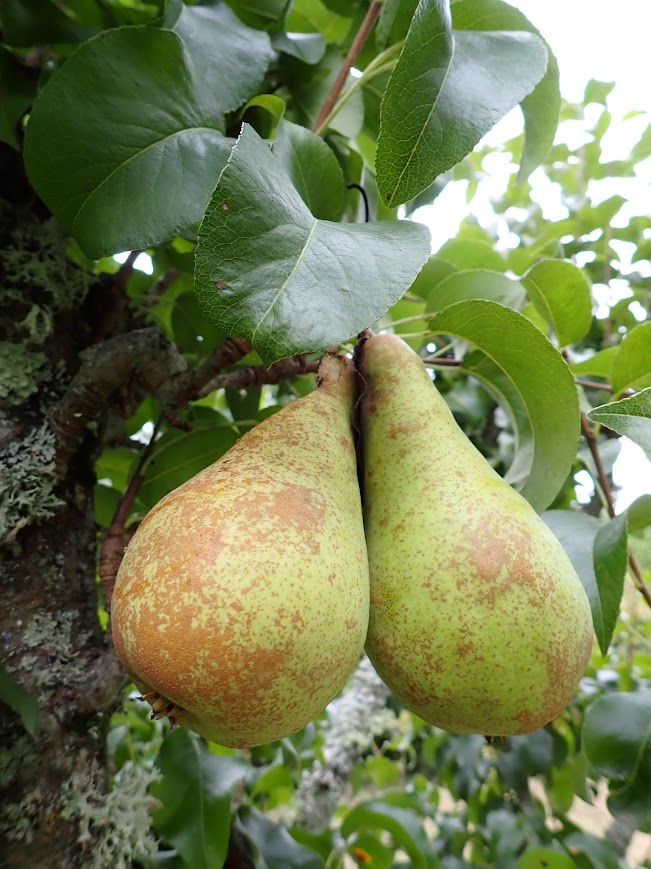 Pear 'Concorde'
